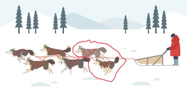 Conheça a raça Malamute do Alasca