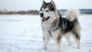 Conheça a raça Malamute do Alasca