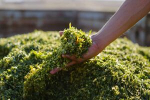 Silagem: sua importância para a produção animal