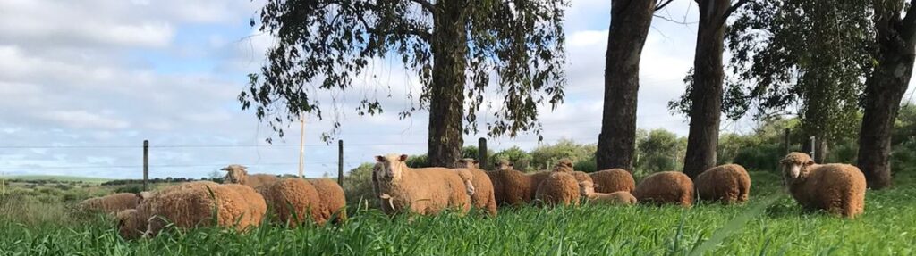 Quais fatores devo levar em consideração ao decidir iniciar uma criação de ovinos?