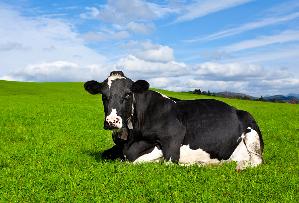 O que é bem-estar animal e por que isso importa?