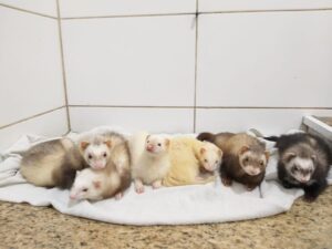 Do Exótico ao Doméstico: Comercialização de Pets não convencionais