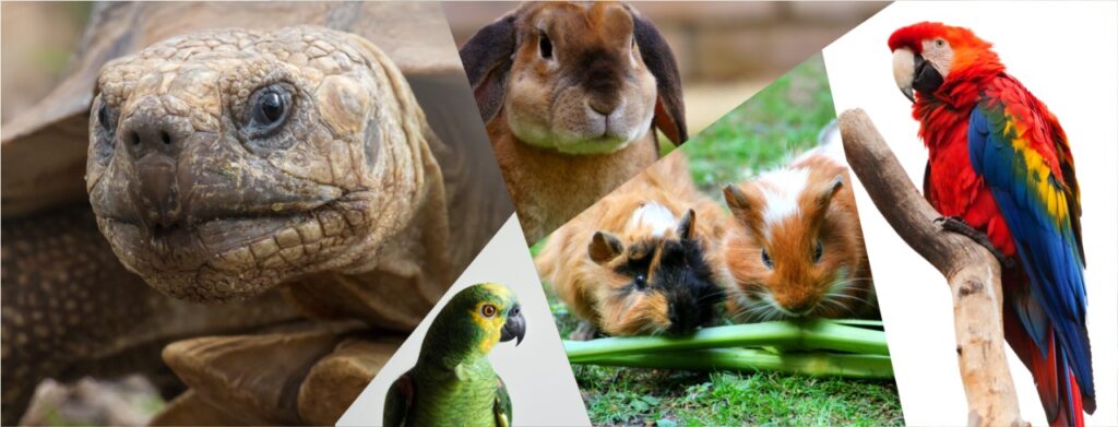 Do Exótico ao Doméstico: Comercialização de Pets não convencionais