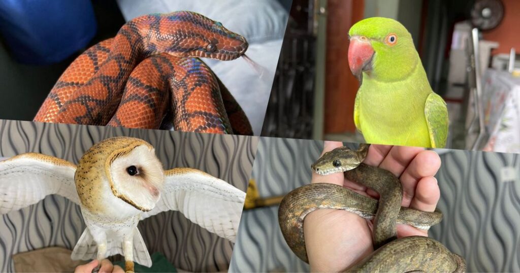 Do Exótico ao Doméstico: Comercialização de Pets não convencionais