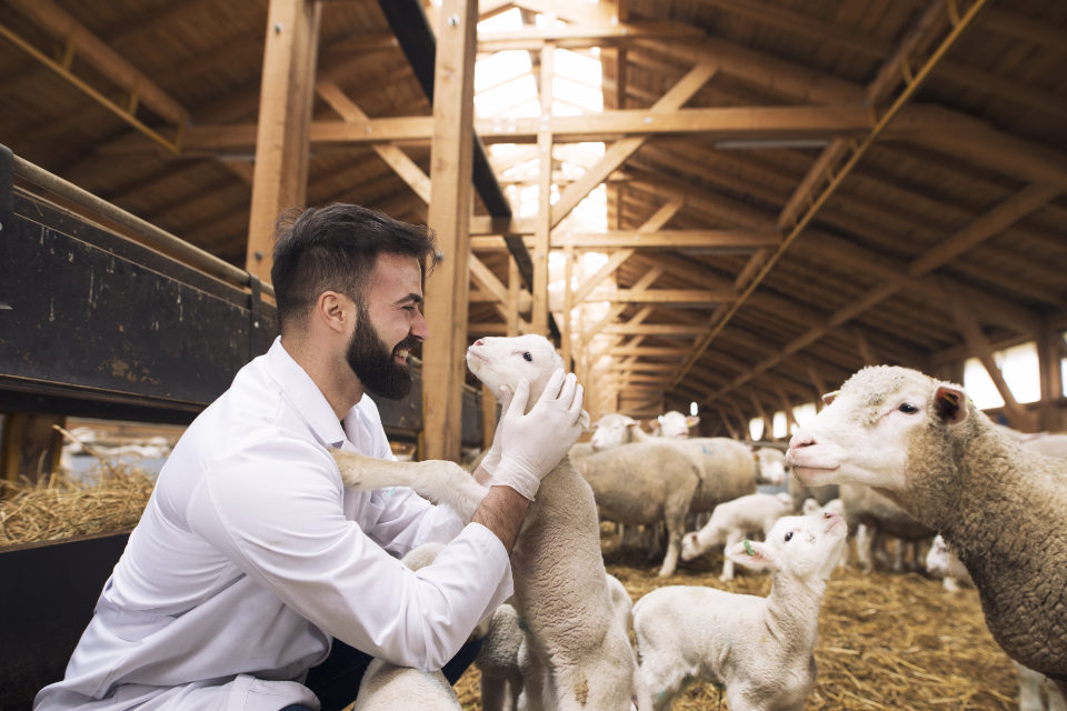 O que é bem-estar animal e por que isso importa?