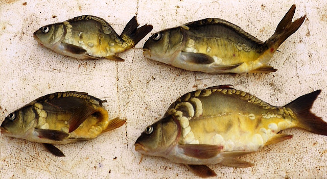 Alimentação e Manejo Nutricional na Piscicultura