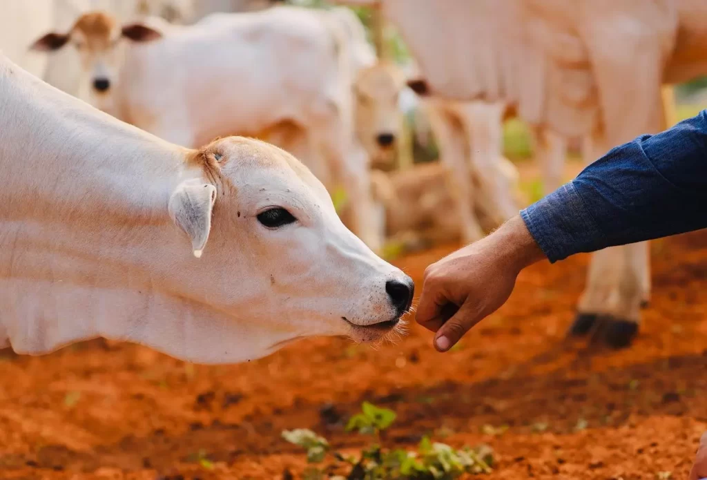 O que é bem-estar animal e por que isso importa?
