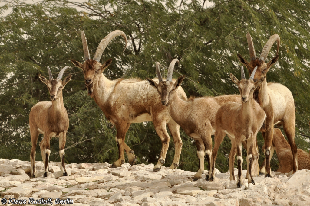 Conheça o Bezoar, ancestral das cabras domésticas
