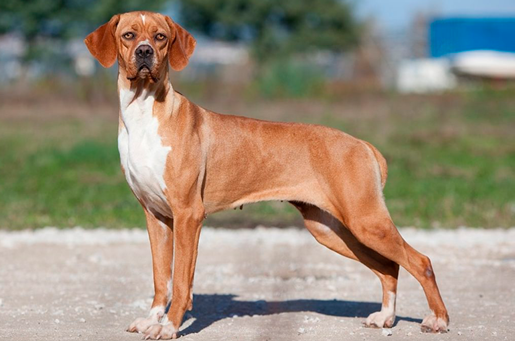 Cachorros de caça: conheça a raça Perdigueiro
