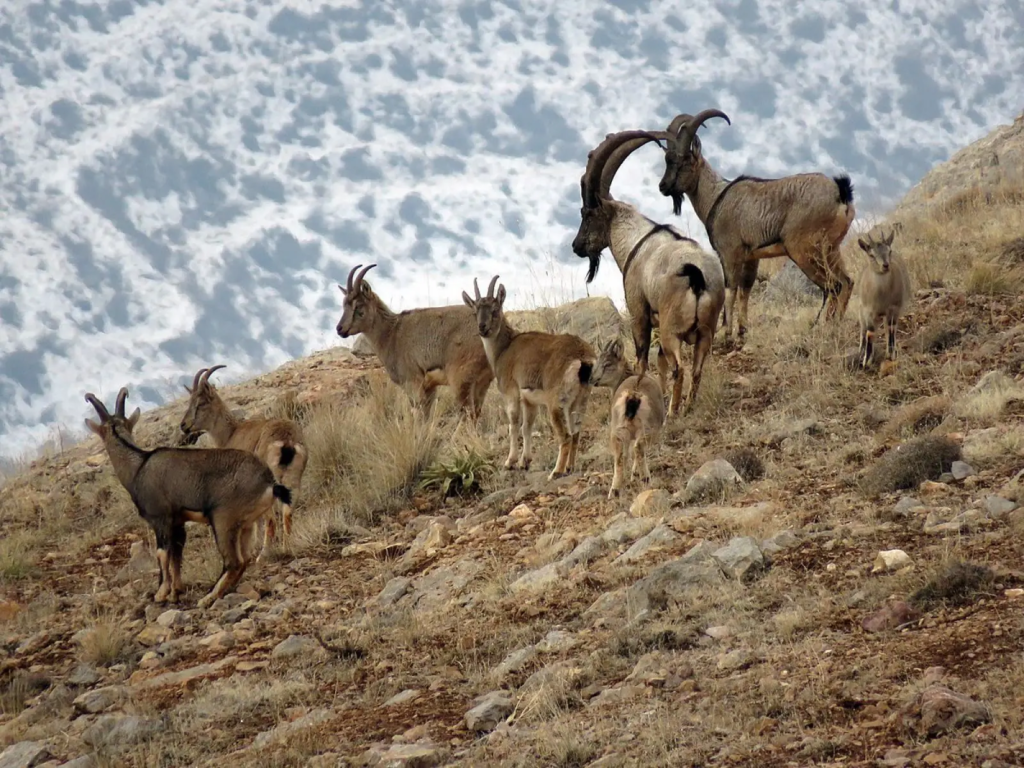 Conheça o Bezoar, ancestral das cabras domésticas