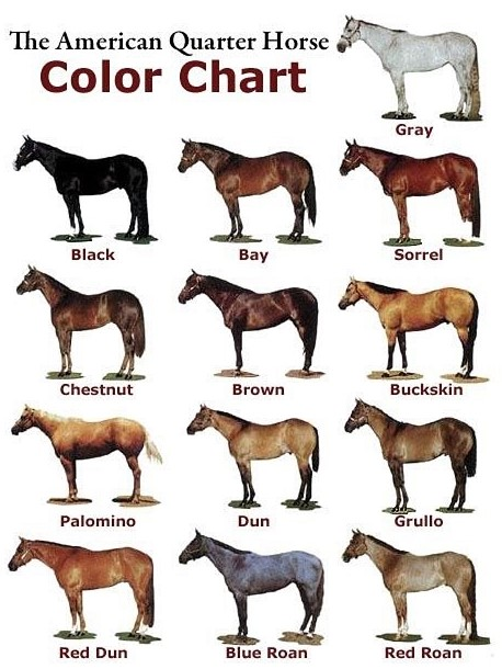 Quarto de Milha: a Ferrari do mundo equino