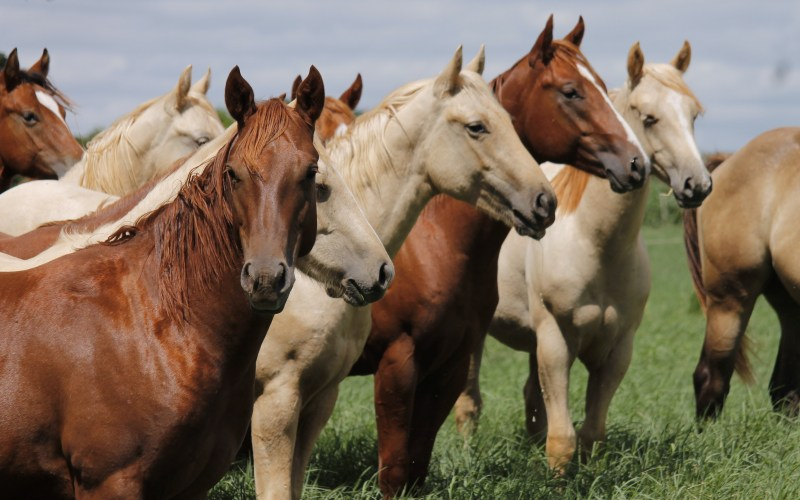 Quarto de Milha: a Ferrari do mundo equino