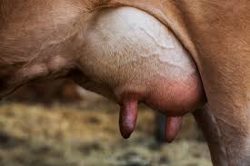 Homeopatia nos Animais de Produção: Uma Abordagem Holística e Sustentável