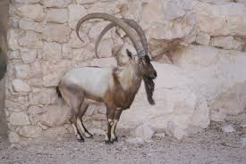 Conheça o Bezoar, ancestral das cabras domésticas