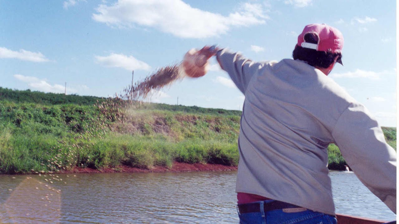 Alimentação e Manejo Nutricional na Piscicultura