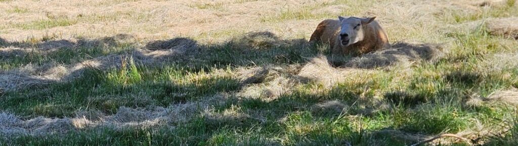 Os ovinos chegaram na minha propriedade, e agora? Quarentena!