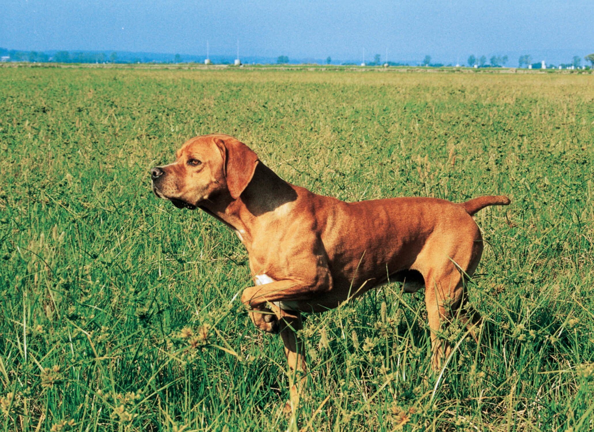 Cachorros de caça: conheça a raça Perdigueiro