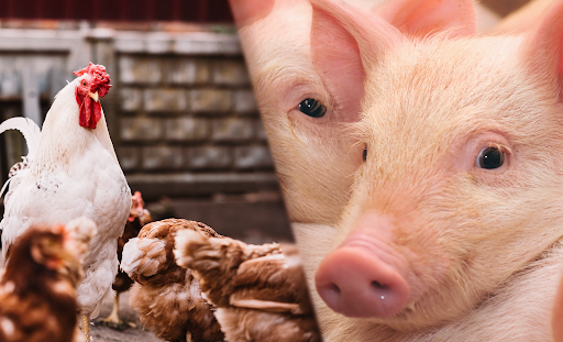 O que é bem-estar animal e por que isso importa?
