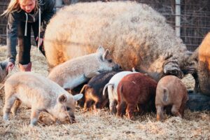 Conheça a raça Mangalitsa, o porco que parece ovelha