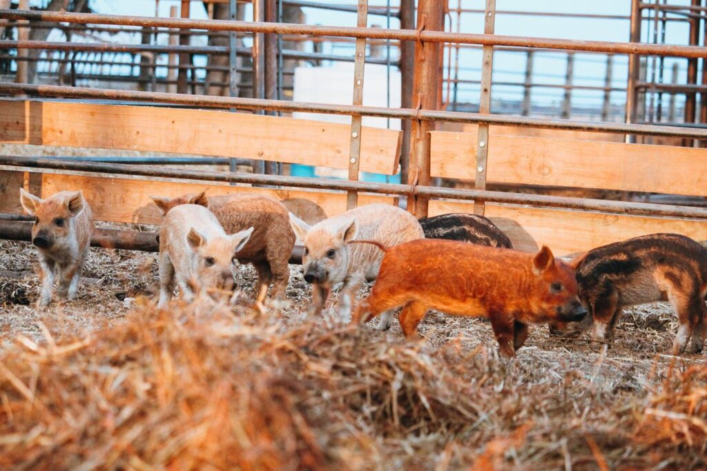 Conheça a raça Mangalitsa, o porco que parece ovelha