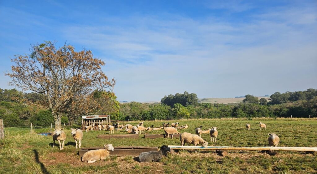Instalações para ovinos: Facilitando o manejo e gerando o bem-estar aos animais