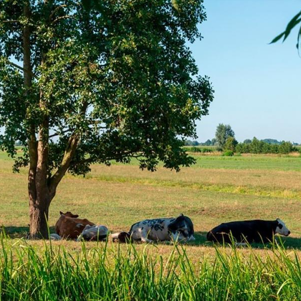 conforto térmico e o bem-estar animal

