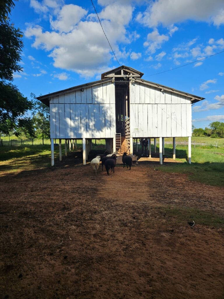 Instalações para ovinos: Facilitando o manejo e gerando o bem-estar aos animais