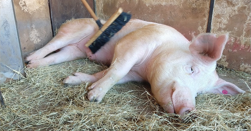 promovendo o bem-estar na suinocultura