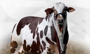 Há diferença entre o Nelore e Nelore Pintado?