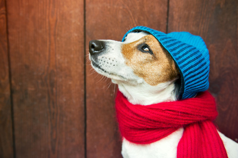 COMO SABER SE O SEU CACHORRO ESTÁ COM FRIO?