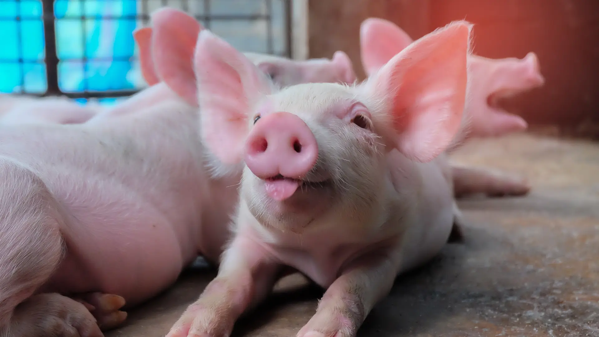 Bem-Estar Animal na Suinocultura