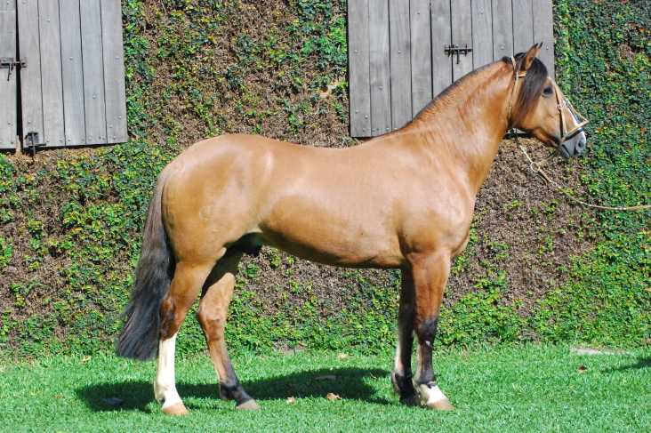 Conheça 5 pelagens do Cavalo Crioulo