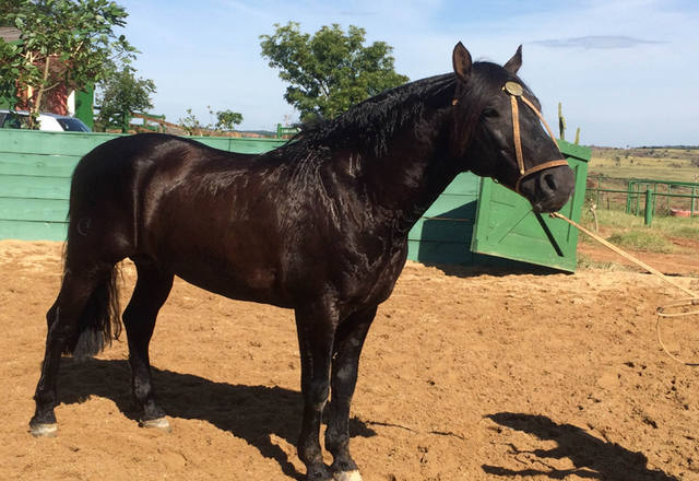 Conheça 5 pelagens do Cavalo Crioulo