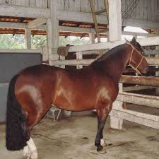 Conheça 5 pelagens do Cavalo Crioulo