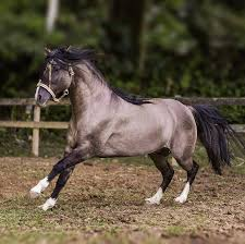 Conheça 5 pelagens do Cavalo Crioulo