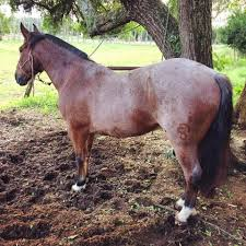 Conheça 5 pelagens do Cavalo Crioulo