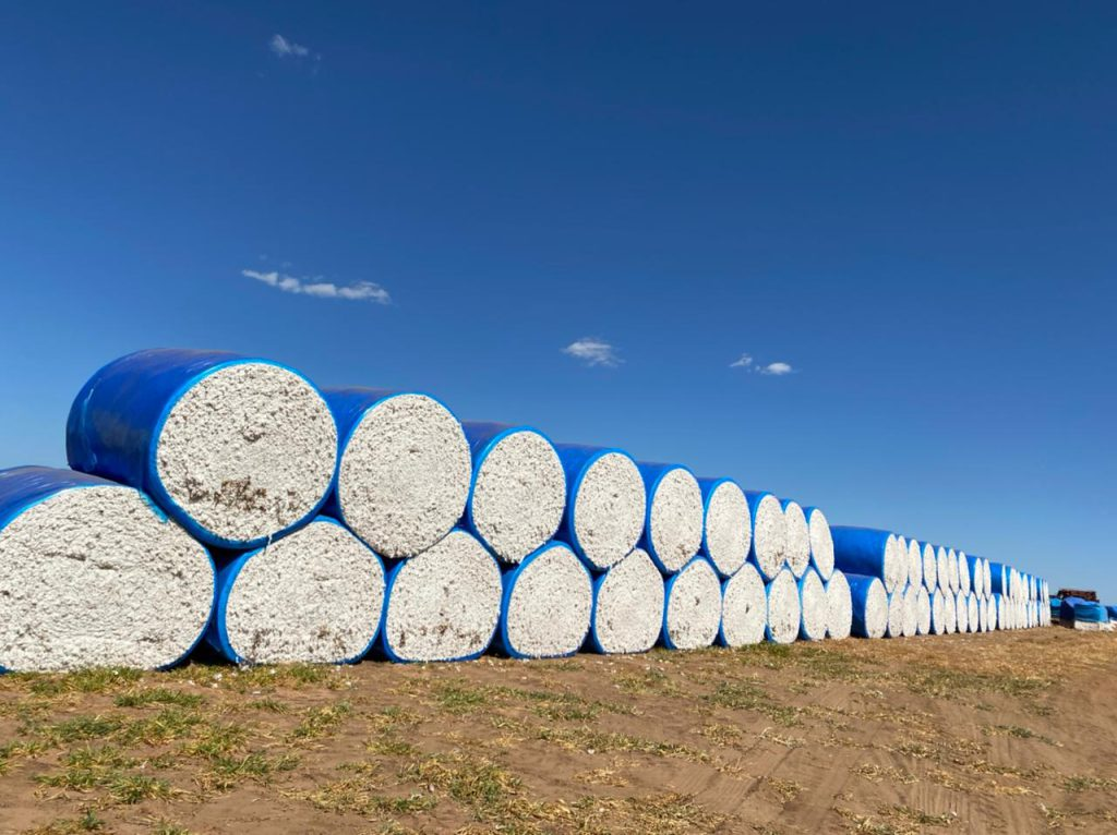 Você sabe quais são os coprodutos da produção de algodão utilizados na nutrição de bovinos de corte?