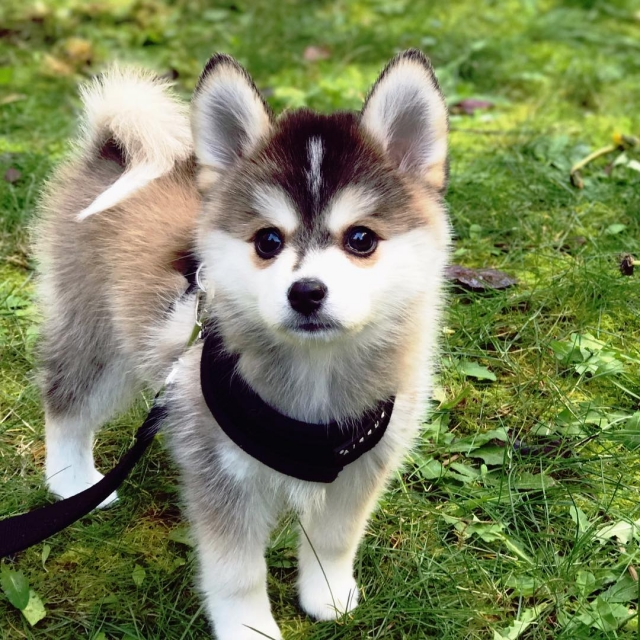 Designer dogs: conheça a polêmica das raças híbridas