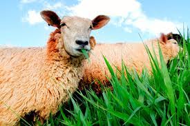 bem-estar animal na ovinocultura