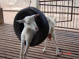 Bem-estar animal na ovinocultura