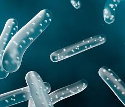 PROBIÓTICOS: O que são? Qual a importância?