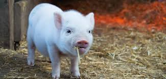 Bem-estar animal na suinocultura