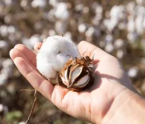 Você sabe quais são os coprodutos da produção de algodão utilizados na nutrição de bovinos de corte?