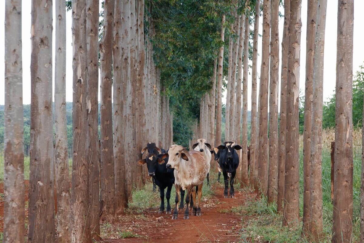 ILPF: Integração Lavoura-Pecuária-Floresta