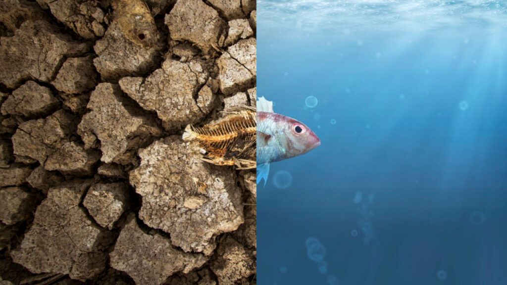 Mudanças Climáticas e Produção Animal: Desafios e Soluções