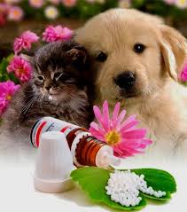 homeopatia para pets