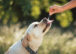 zootecnia e homeopatia para pets