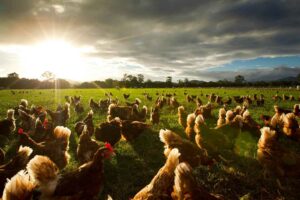O Que Significa "Free-Range" e "Orgânico" em Produtos Animais