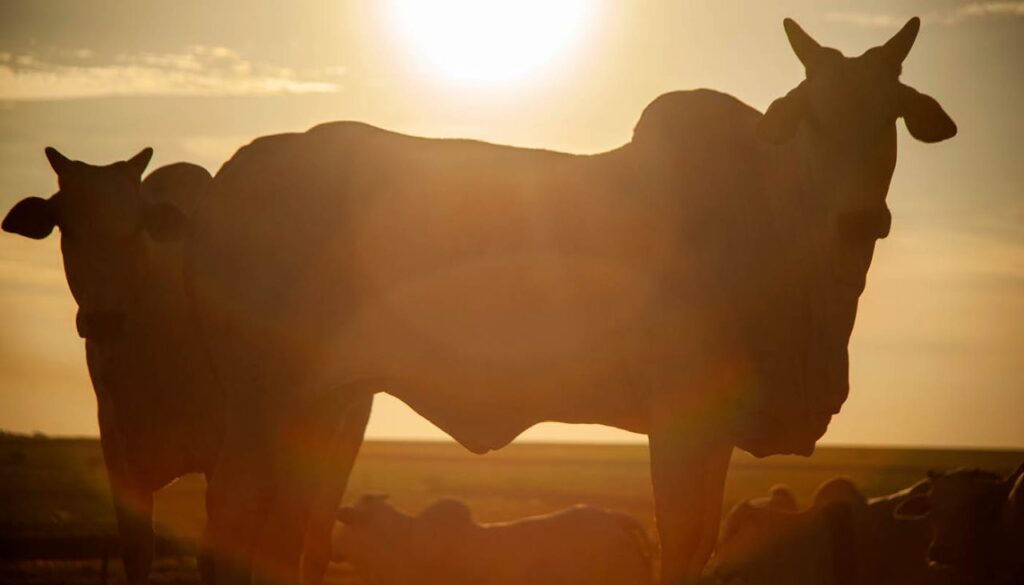 Mudanças Climáticas e Produção Animal: Desafios e Soluções