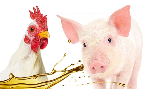 Óleos Essenciais para Animais de Produção: Benefícios e Uso